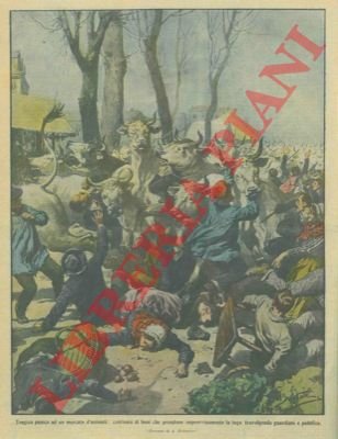 Nelle lande francesi centinaia di buoi presi dal panico travolsero …