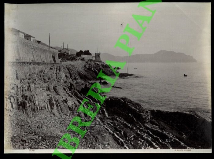 Nervi.