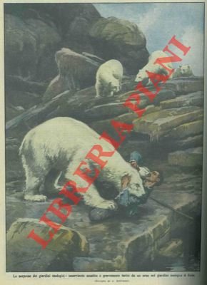 Orso bianco assale e ferisce gravemente un inserviente di un …