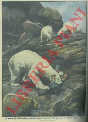 Orso bianco assale e ferisce gravemente un inserviente di un …