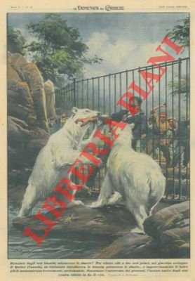 Per offrire cibi a due orsi polari, nel giardino zoologico …