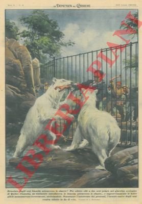 Per offrire cibi a due orsi polari, nel giardino zoologico …