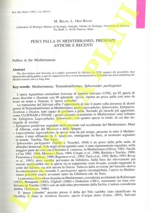 Pesci palla in Mediterraneo, presenze antiche e recenti.