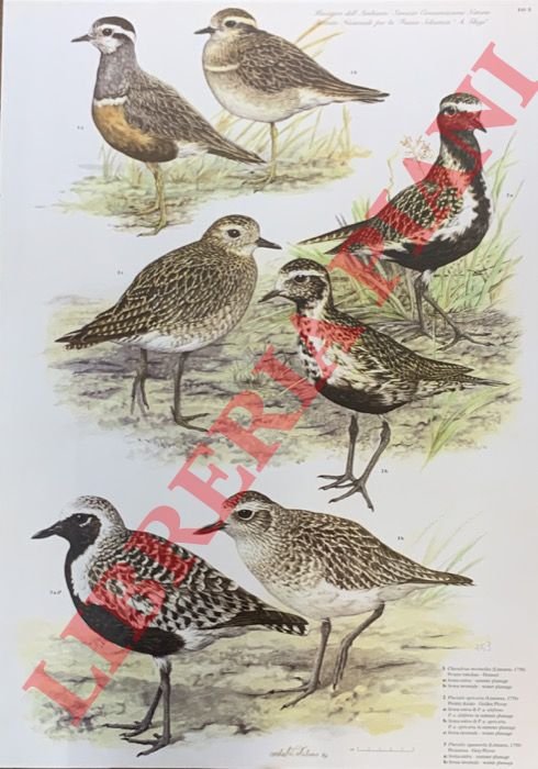 Piviere tortolino (Charadrius morinellus), P. dorato (Pluvialis apricaria), Pivieressa (P. …