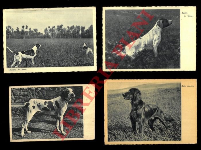 Pointer "in ferma". Setter irlandese.