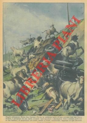 Presso San Cipriano un autotreno carico di buoi è precipitato …