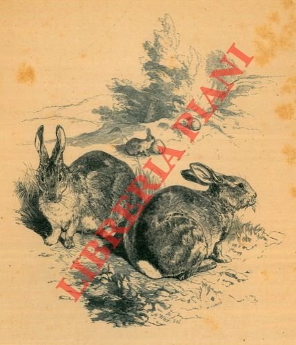 Rabbits (Conigli)