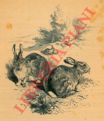 Rabbits (Conigli)