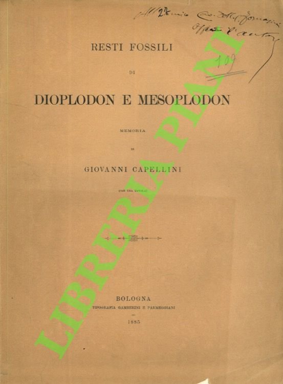 Resti fossili di Dioplodon e Mesoplodon.