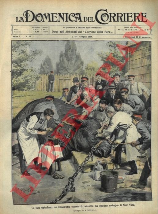 Rinoceronte operato di cateratta nel Giardino Zoologico di New York).