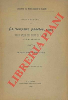 Rinvenimento del Callionymus phaeton, Gunther nelle acque del golfo di …