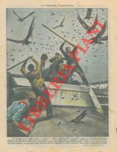 Rondini e falchi invadono un piroscafo in navigazione nel Mar …