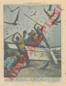 Rondini e falchi invadono un piroscafo in navigazione nel Mar …