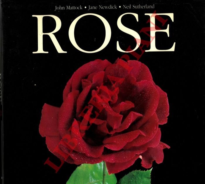 Rose.