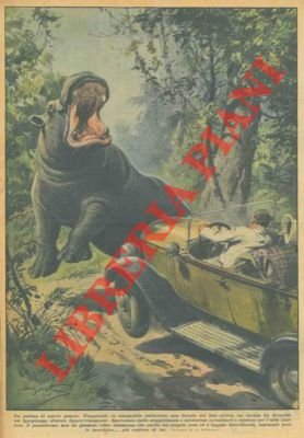Scontro tra un'automobile ed un ippopotamo in una foresta del …