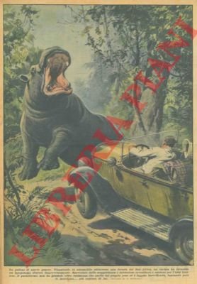 Scontro tra un'automobile ed un ippopotamo in una foresta del …