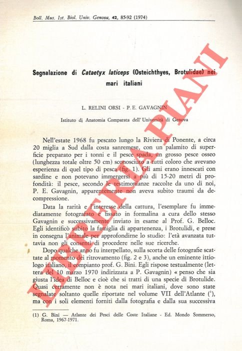 Segnalazione di Cataetyx laticeps (Osteichtyes, Brotulidae) nei mari italiani.