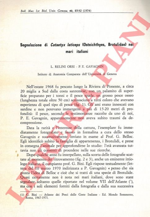 Segnalazione di Cataetyx laticeps (Osteichtyes, Brotulidae) nei mari italiani.