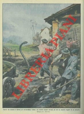 Serpente fuggito da un serraglio attacca operai al lavoro.