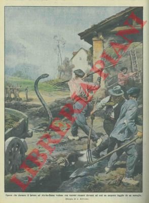 Serpente fuggito da un serraglio attacca operai al lavoro.