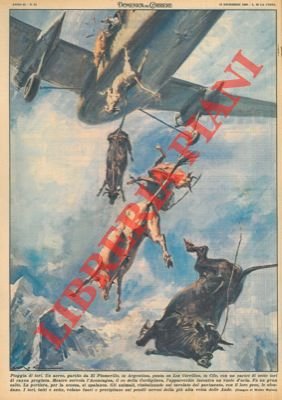 Sette tori di razza pregiata precipitano da un'aereo a causa …