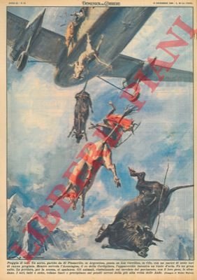 Sette tori di razza pregiata precipitano da un'aereo a causa …