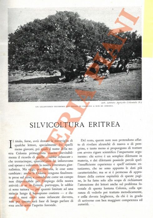 Silvicoltura eritrea.