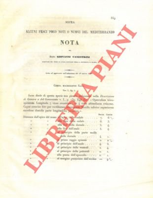 Sopra alcuni pesci poco noti o nuovi del Mediterraneo. | Immagine Gallery 2