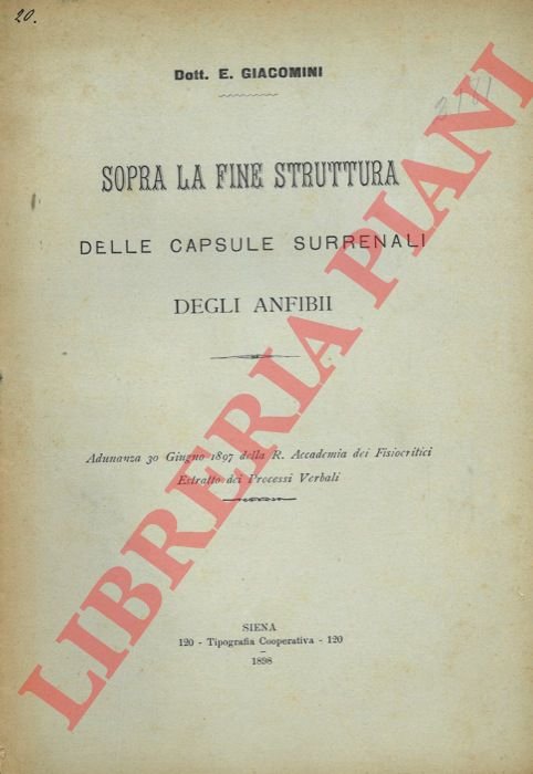 Sopra la fine struttura delle capsule surrenali degli anfibii.