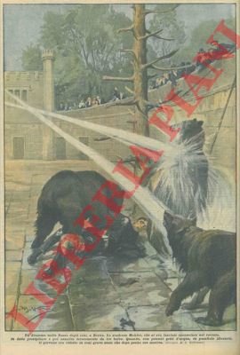 Studente cade nella fossa degli orsi nello zoo di Berna: …