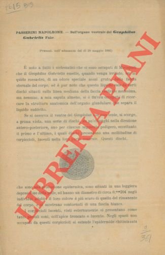 Sull'organo ventrale del Geophilus gabrielis Fabr.