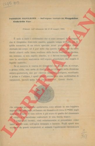 Sull'organo ventrale del Geophilus gabrielis Fabr.