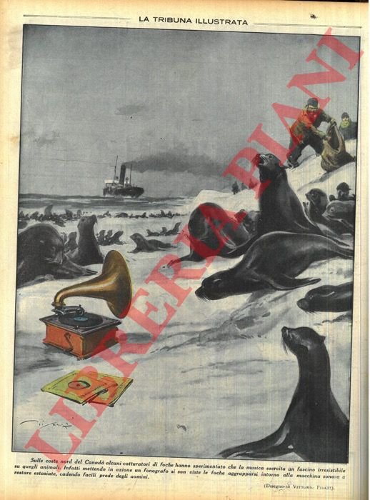 Sulle coste nord del Canadà alcuni catturatori di foche hanno … | Immagine Gallery 3