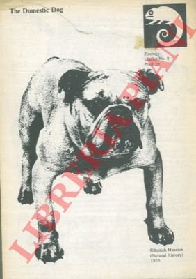 The domestic dog.