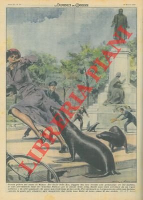 Tre foche dello zoo, a Milano, fuggivano dal loro recinto …