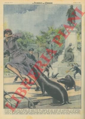 Tre foche dello zoo, a Milano, fuggivano dal loro recinto …