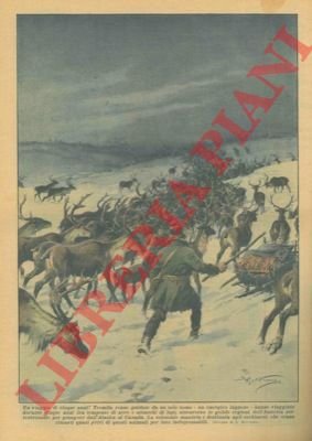 Tremila renne guidate da un solo uomo hanno viaggiato durante …