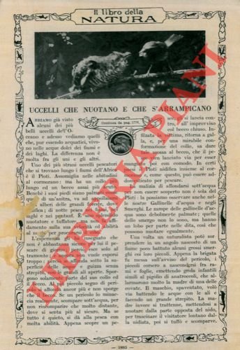 Uccelli che nuotano e che s'arrampicano. | Immagine Gallery 2