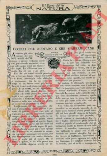 Uccelli che nuotano e che s'arrampicano. | Immagine Gallery 3