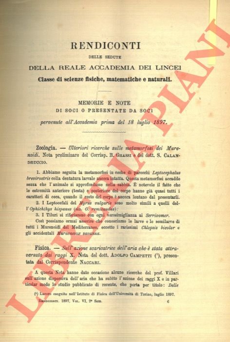 Ulteriori ricerche sulle metamorfosi dei Murenoidi.