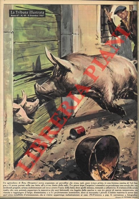 Un agricoltore di Rota (Bergamo) aveva acquistato sei porcellini, che … | Immagine Gallery 2