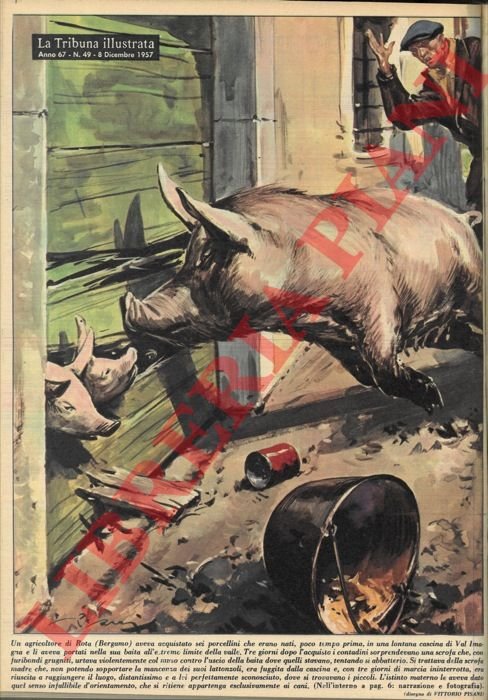 Un agricoltore di Rota (Bergamo) aveva acquistato sei porcellini, che … | Immagine Gallery 3