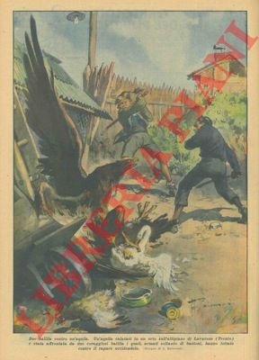 Un'aquila si calava dentro un orto e prontamente due balilla …