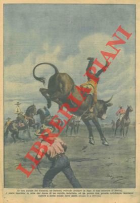 Un buttero tenta di frenare la fuga di una mandria …