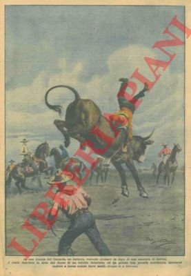 Un buttero tenta di frenare la fuga di una mandria …