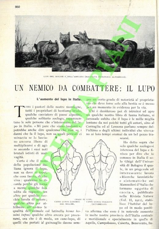 Un nemico da combattere. Il lupo.