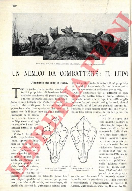 Un nemico da combattere. Il lupo.
