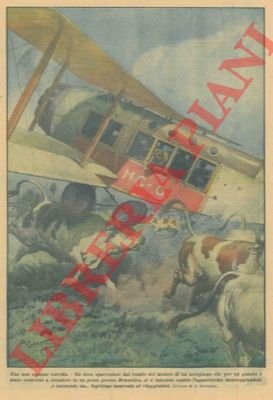 Un toro, spaventato dal rombo del motore di un aeroplano …