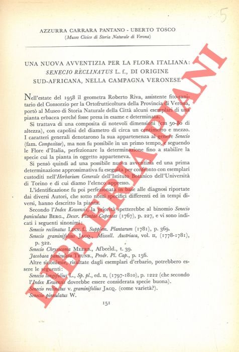 Una nuova avventizia per la flora italiana: Senecio reclinatus L.f. … | Immagine Gallery 2