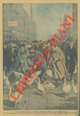 Una stravagante corsa di oche in Madison Avenue a New …